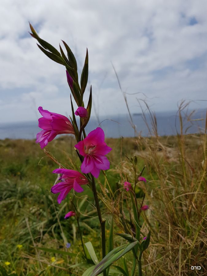 נוף סייפנים מאתר המקדשים